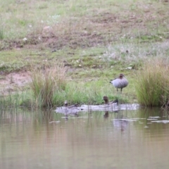 Chenonetta jubata (Australian Wood Duck) at Molonglo Valley, ACT - 3 Oct 2021 by JimL