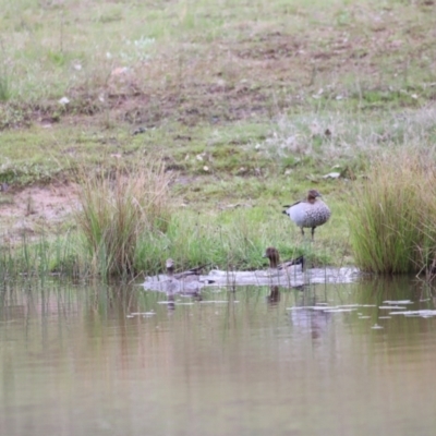 Chenonetta jubata (Australian Wood Duck) at Molonglo Valley, ACT - 3 Oct 2021 by JimL