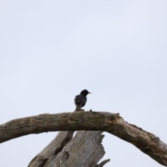 Sturnus vulgaris (Common Starling) at Kama - 3 Oct 2021 by JimL