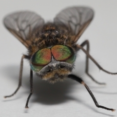 Tabanidae (family) at Evatt, ACT - 26 Sep 2022 12:48 PM