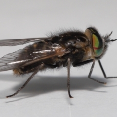 Tabanidae (family) at Evatt, ACT - 26 Sep 2022