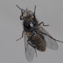 Tabanidae (family) at Evatt, ACT - 26 Sep 2022 12:48 PM