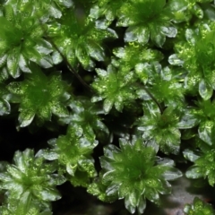 Syntrichia sp. (genus) at Paddys River, ACT - 31 Aug 2022