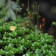 Syntrichia sp. (genus) at Paddys River, ACT - 31 Aug 2022