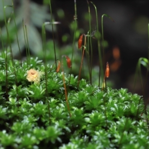 Syntrichia sp. (genus) at Paddys River, ACT - 31 Aug 2022