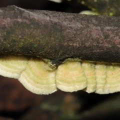 Trametes sp. at Tidbinbilla Nature Reserve - 31 Aug 2022 by TimL