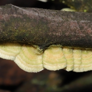 Trametes sp. at Paddys River, ACT - 31 Aug 2022