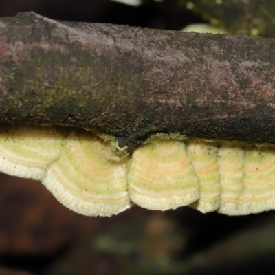 Trametes sp. at Tidbinbilla Nature Reserve - 31 Aug 2022 by TimL