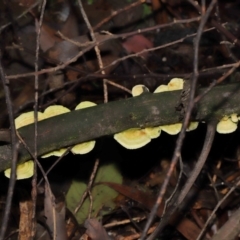 Trametes sp. at Paddys River, ACT - 31 Aug 2022 11:36 AM