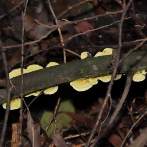 Trametes sp. at Paddys River, ACT - 31 Aug 2022