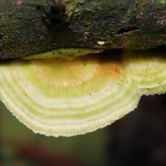 Trametes sp. at Paddys River, ACT - 31 Aug 2022