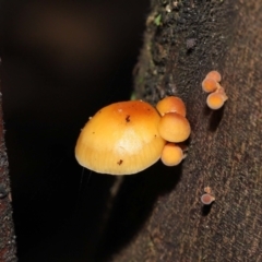 Flammulina velutipes (Velvet shank) at Tidbinbilla Nature Reserve - 31 Aug 2022 by TimL