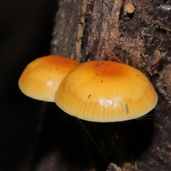 Flammulina velutipes at Paddys River, ACT - 31 Aug 2022 11:26 AM