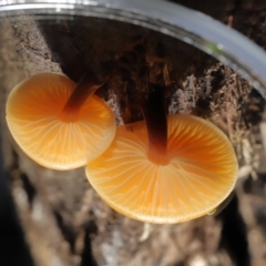 Flammulina velutipes at Paddys River, ACT - 31 Aug 2022 11:26 AM