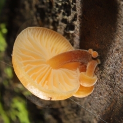 Flammulina velutipes at Paddys River, ACT - 31 Aug 2022 11:26 AM