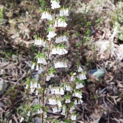 Leucopogon fletcheri subsp. brevisepalus (Twin Flower Beard-Heath) at Jerrabomberra, NSW - 27 Sep 2022 by carn1