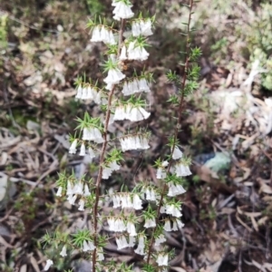 Leucopogon fletcheri subsp. brevisepalus (Twin Flower Beard-Heath) at Jerrabomberra, NSW by carn1
