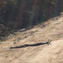 Pseudonaja textilis (Eastern Brown Snake) at Lower Cotter Catchment - 10 Sep 2020 by tjwells