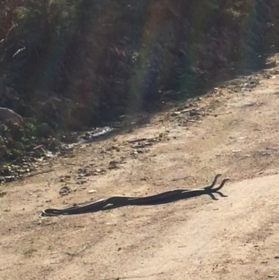 Pseudonaja textilis (Eastern Brown Snake) at Coree, ACT - 10 Sep 2020 by tjwells