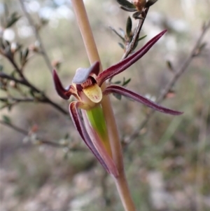 Lyperanthus suaveolens at Aranda, ACT - 26 Sep 2022