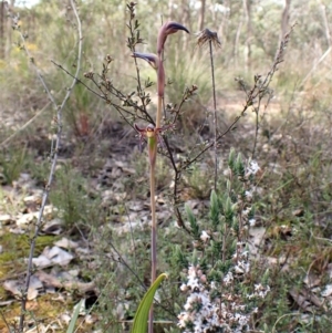Lyperanthus suaveolens at Aranda, ACT - 26 Sep 2022