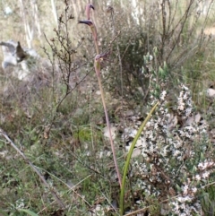 Lyperanthus suaveolens at Aranda, ACT - 26 Sep 2022