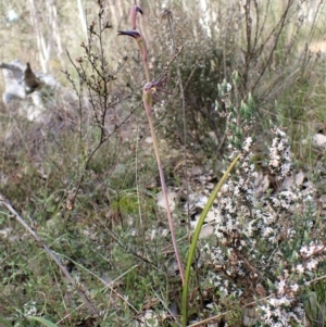 Lyperanthus suaveolens at Aranda, ACT - 26 Sep 2022
