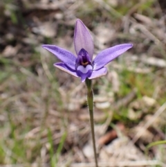 Glossodia major (Wax Lip Orchid) at Cook, ACT - 27 Sep 2022 by CathB