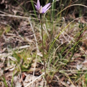 Glossodia major at Cook, ACT - suppressed