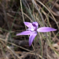 Glossodia major at Cook, ACT - 27 Sep 2022