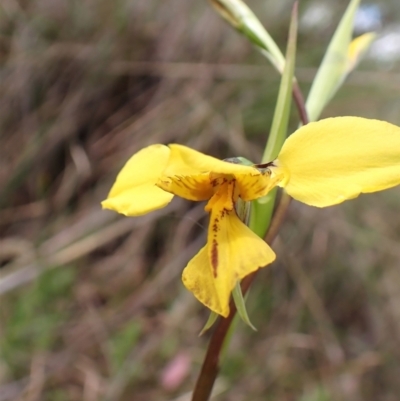 Diuris sp. (hybrid) (Hybrid Donkey Orchid) at Mount Painter - 27 Sep 2022 by CathB