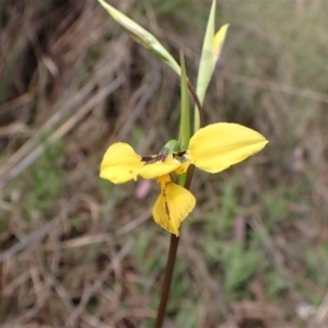 Diuris sp. (hybrid) at Cook, ACT - 27 Sep 2022