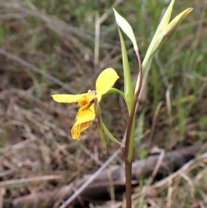 Diuris sp. (hybrid) at Cook, ACT - suppressed