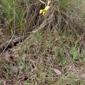 Diuris sp. (hybrid) at Cook, ACT - 27 Sep 2022