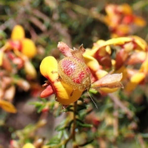 Paropsisterna fastidiosa at Molonglo Valley, ACT - 27 Sep 2022