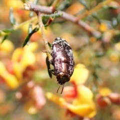 Diphucrania acuducta (Acuducta jewel beetle) at Aranda Bushland - 27 Sep 2022 by CathB