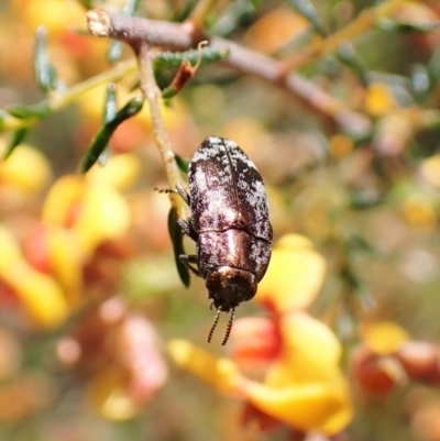 Diphucrania acuducta (Acuducta jewel beetle) at Molonglo Valley, ACT - 27 Sep 2022 by CathB