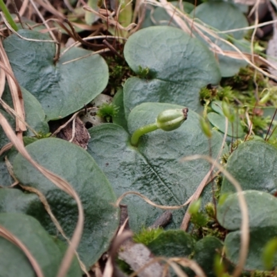 Corysanthes hispida (Bristly Helmet Orchid) at Point 4081 - 26 Sep 2022 by CathB