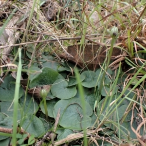 Corysanthes hispida at Point 4081 - 26 Sep 2022