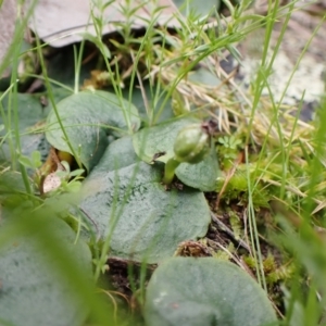 Corysanthes hispida at Point 4081 - 26 Sep 2022