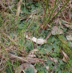 Corysanthes hispida at Point 4081 - 26 Sep 2022