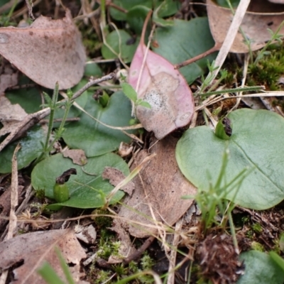 Corysanthes incurva (Slaty Helmet Orchid) at Aranda Bushland - 26 Sep 2022 by CathB