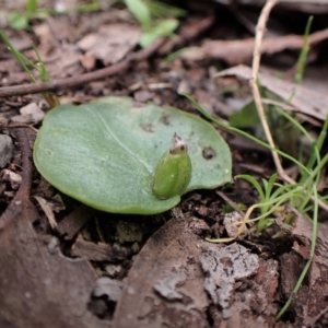 Corysanthes incurva at suppressed - suppressed