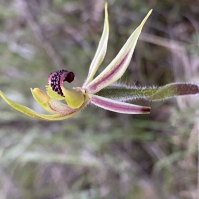Caladenia actensis (Canberra Spider Orchid) at Mount Majura - 26 Sep 2022 by componentworks