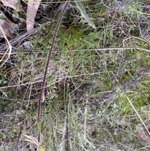 Caladenia actensis at suppressed - suppressed