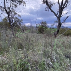 Caladenia actensis at suppressed - suppressed