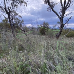 Caladenia actensis at Watson, ACT - 26 Sep 2022