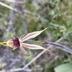 Caladenia actensis at suppressed - suppressed