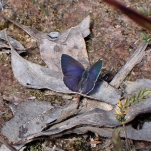 Erina hyacinthina at Aranda, ACT - 26 Sep 2022 01:53 PM