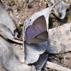 Erina hyacinthina at Aranda, ACT - 26 Sep 2022